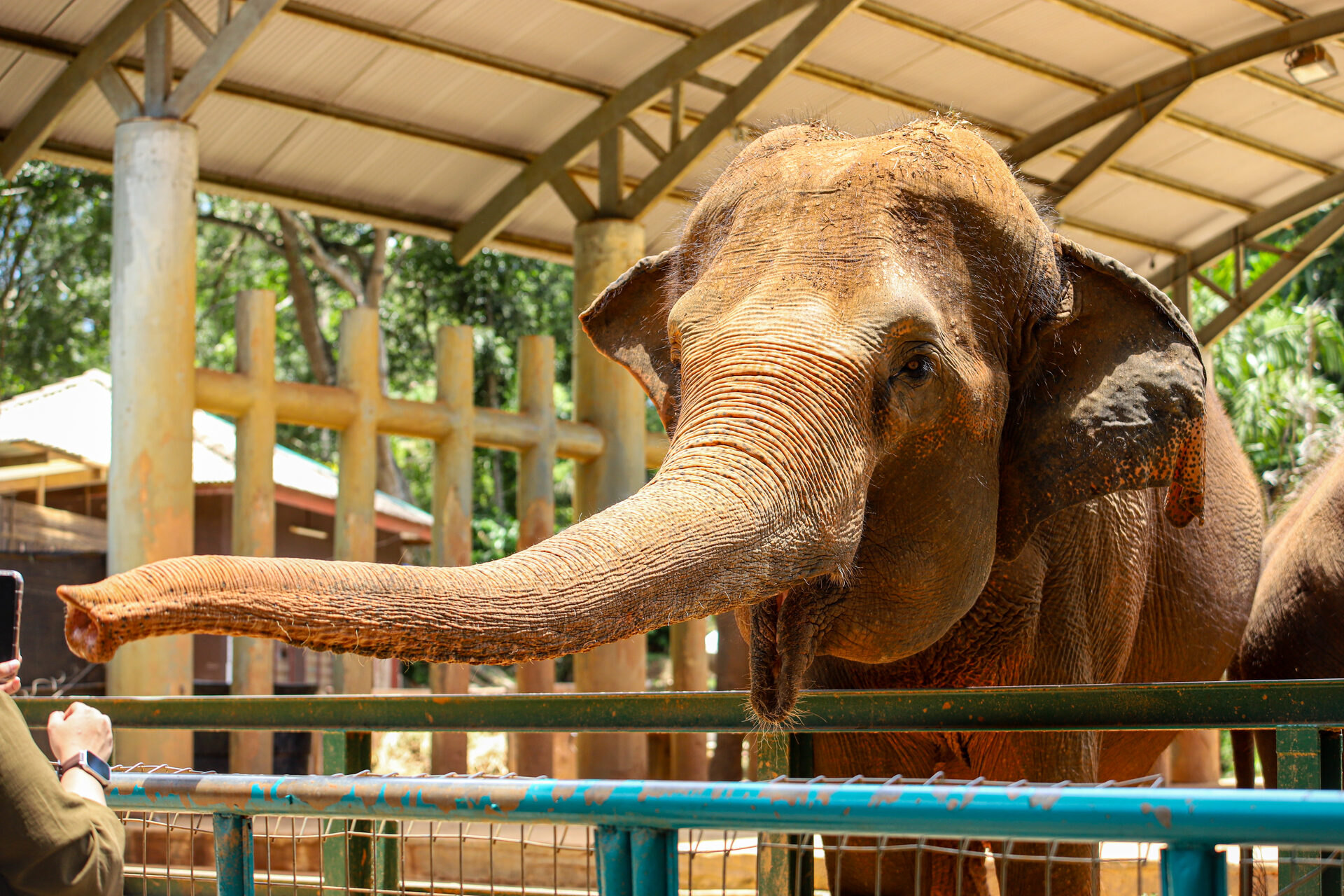 Elephant