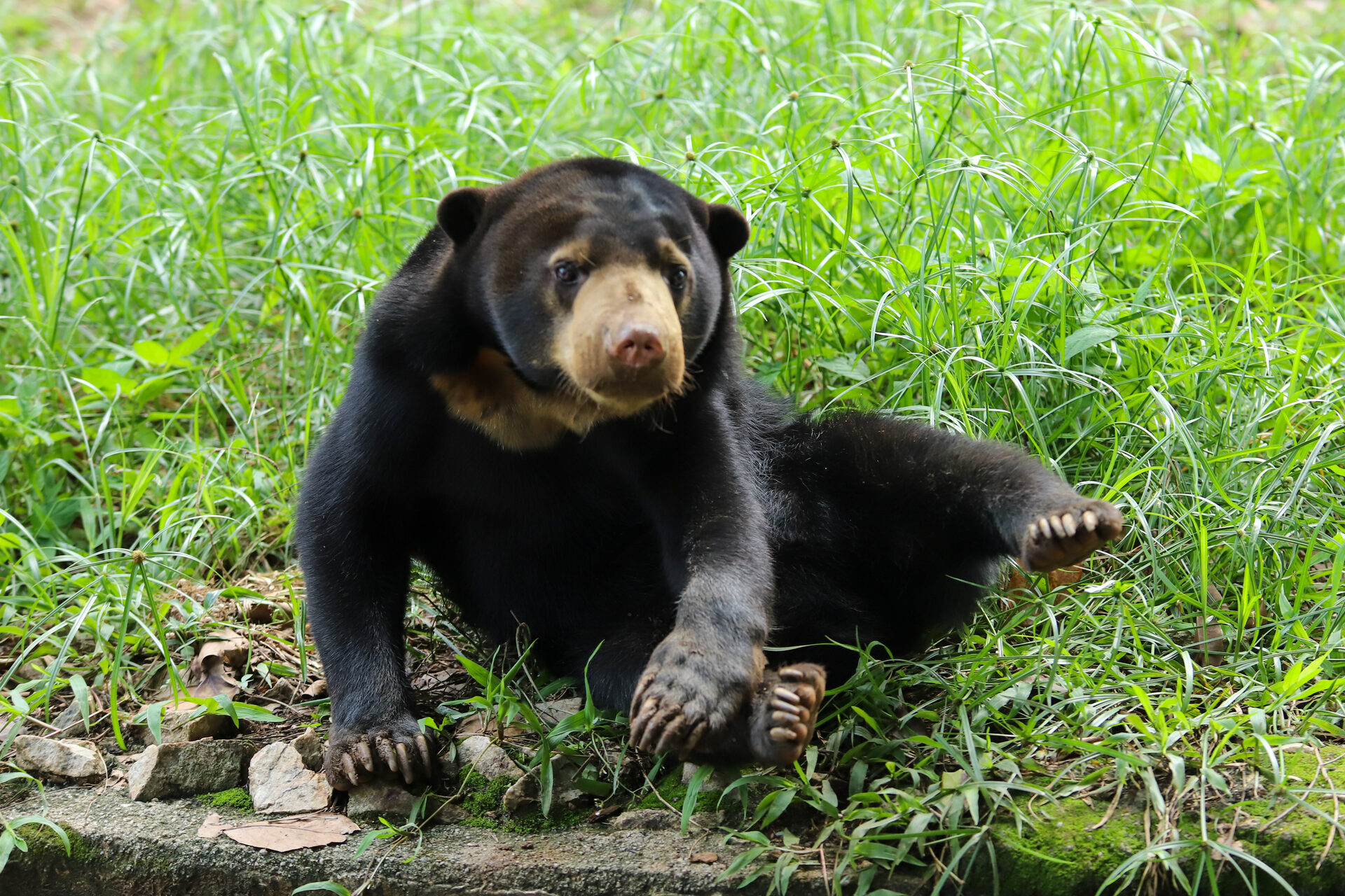 Sunbear